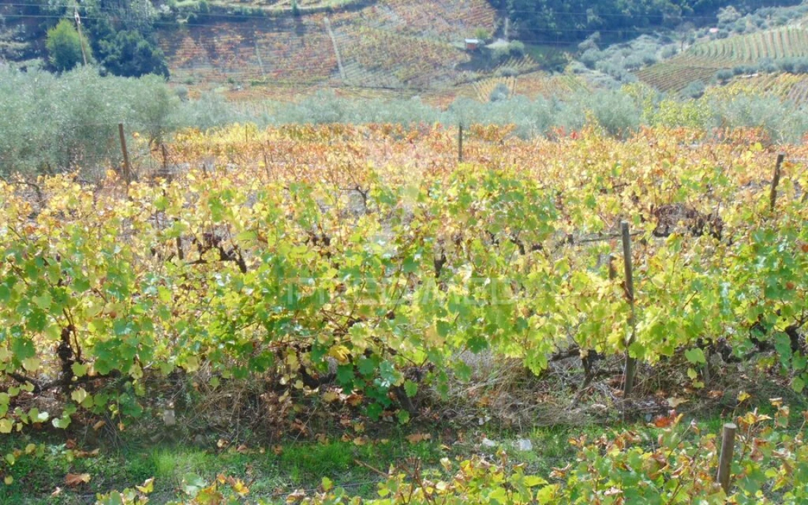 Quinta para Venda em Abaças Foto 17