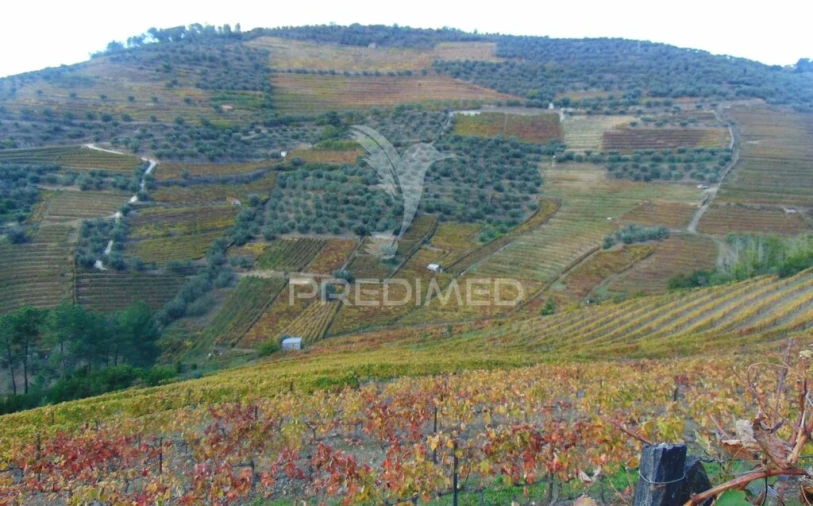 Quinta para Venda em Abaças Foto 6