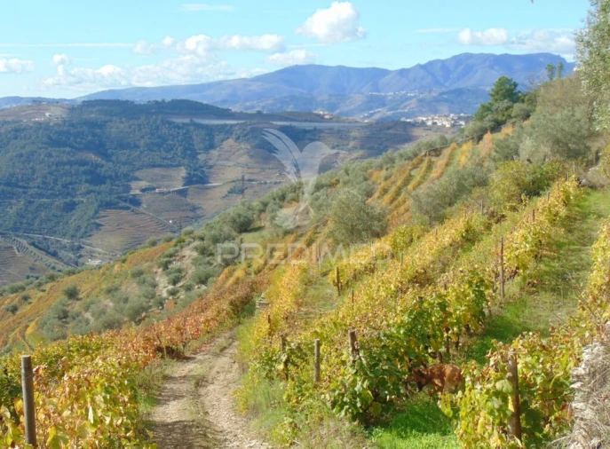 Quinta para Venda em Abaças Foto 12