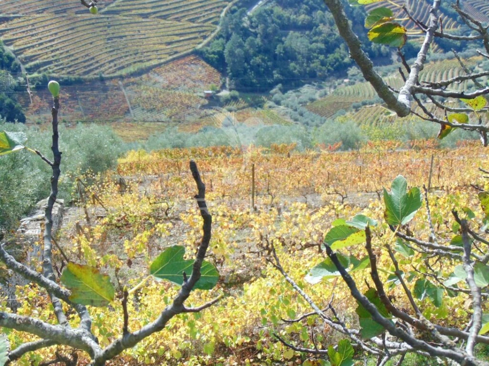 Quinta para Venda em Abaças Foto 16