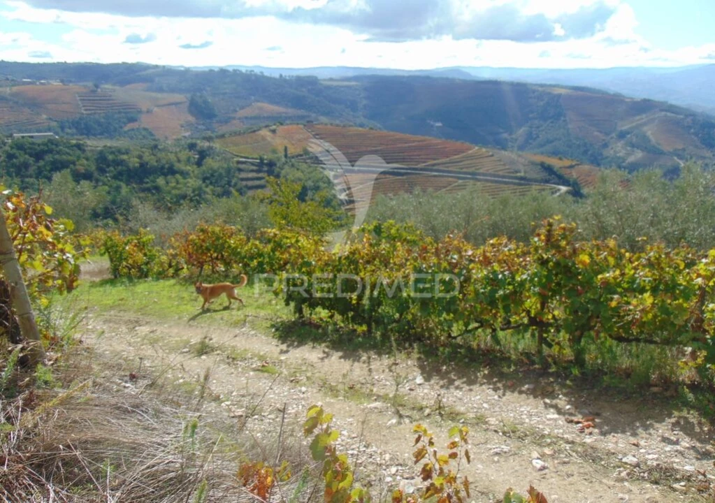 Quinta para Venda em Abaças Foto 14