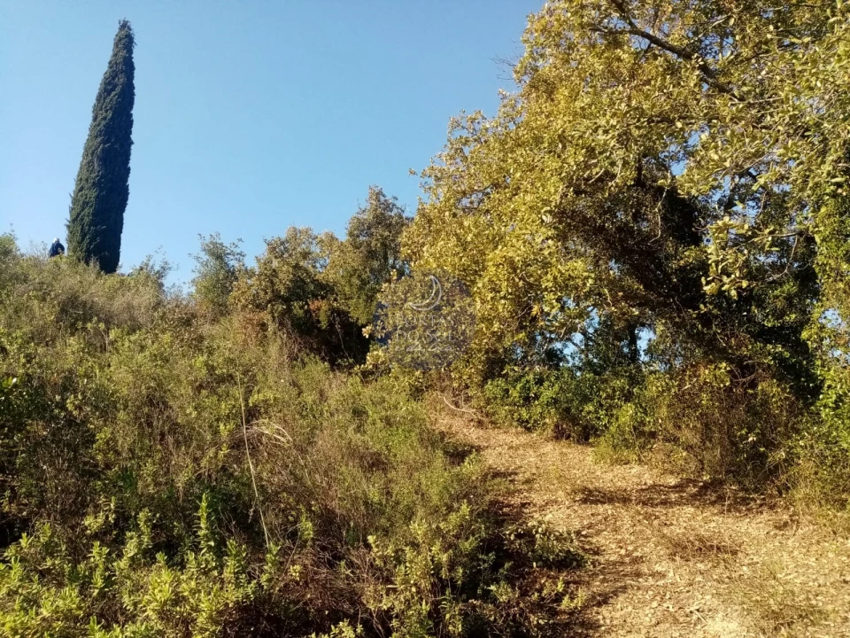 Terreno para Venda em Torres Novas (São Pedro), Lapas e Ribeira Branca Foto 2