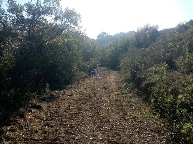 Terreno para Venda em Torres Novas (São Pedro), Lapas e Ribeira Branca Foto 3