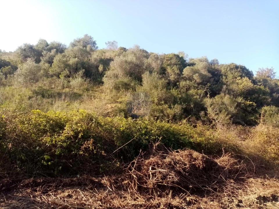 Terreno para Venda em Torres Novas (São Pedro), Lapas e Ribeira Branca Foto 7