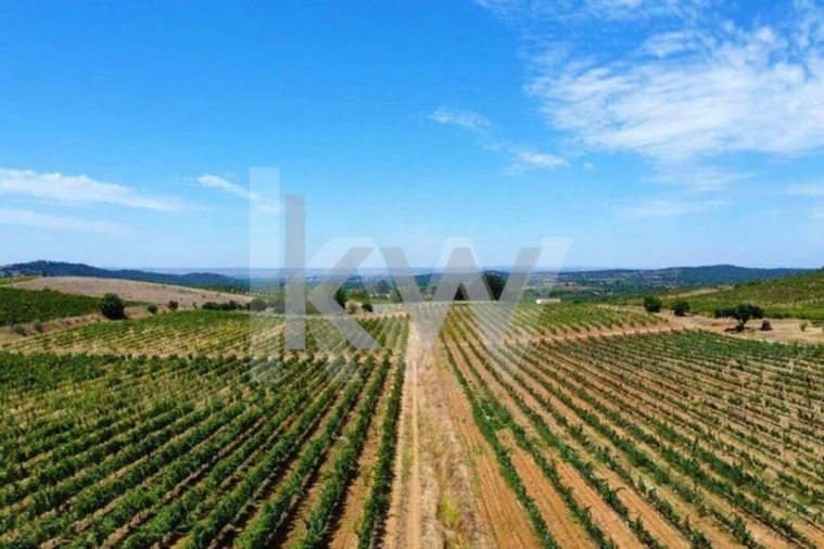 Quinta T3 para Venda em Vila de Frades Foto 4