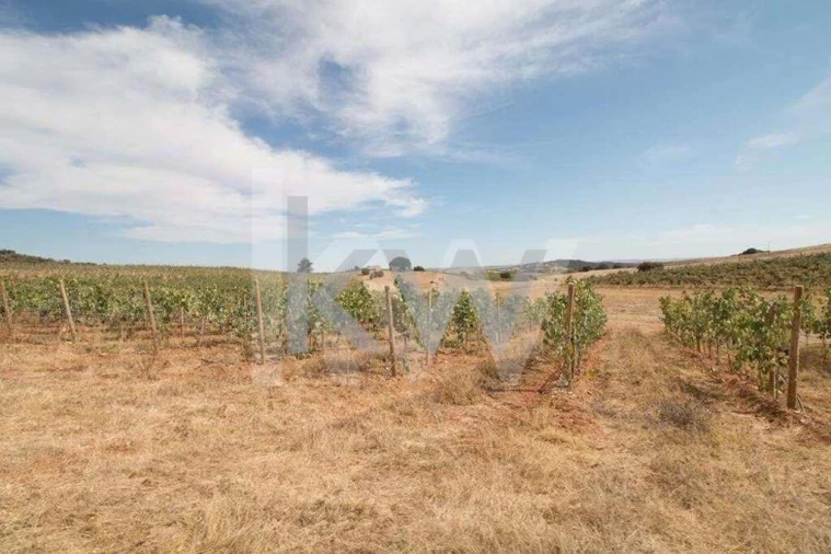 Quinta T3 para Venda em Vila de Frades Foto 7