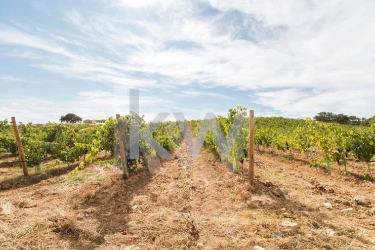 Quinta T3 para Venda em Vila de Frades Foto 3