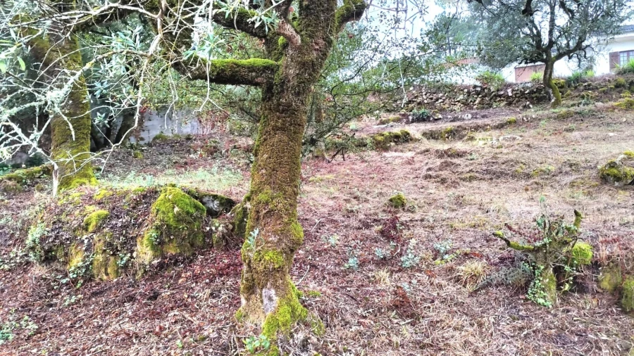 Moradia T2 para Venda em São Mamede Foto 9