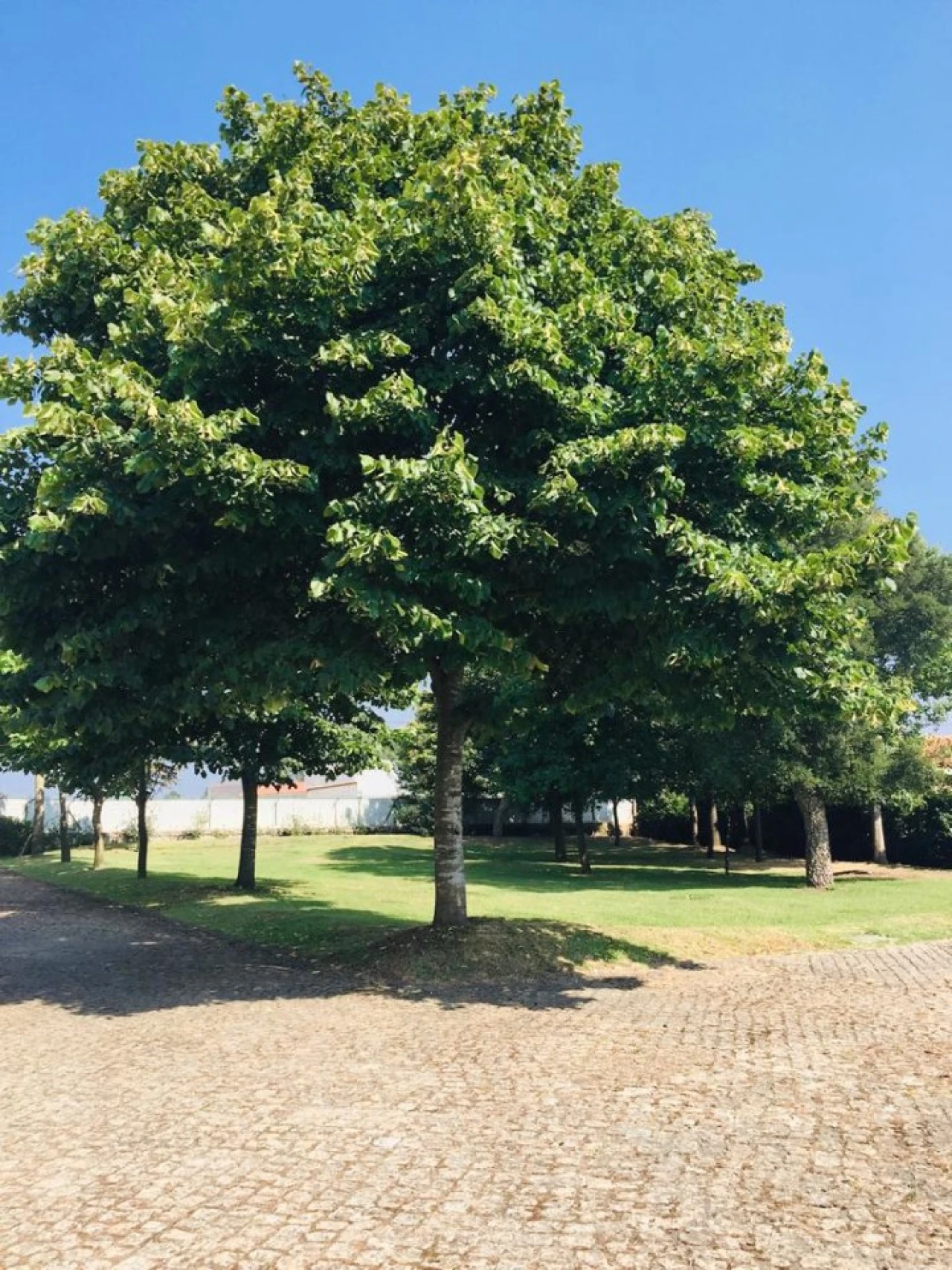 Moradia T6 para Venda em Estela Foto 7