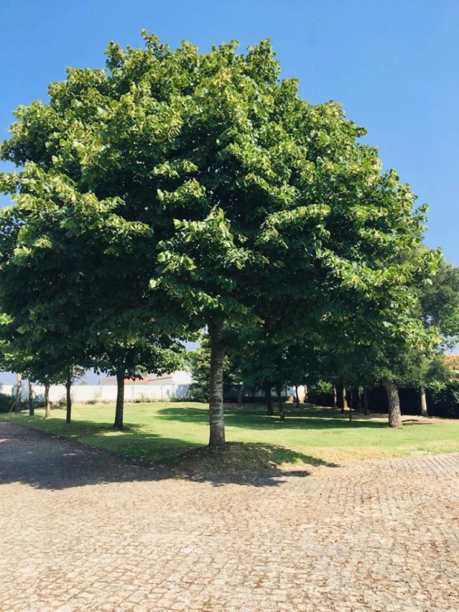 Moradia T6 para Venda em Estela Foto 7