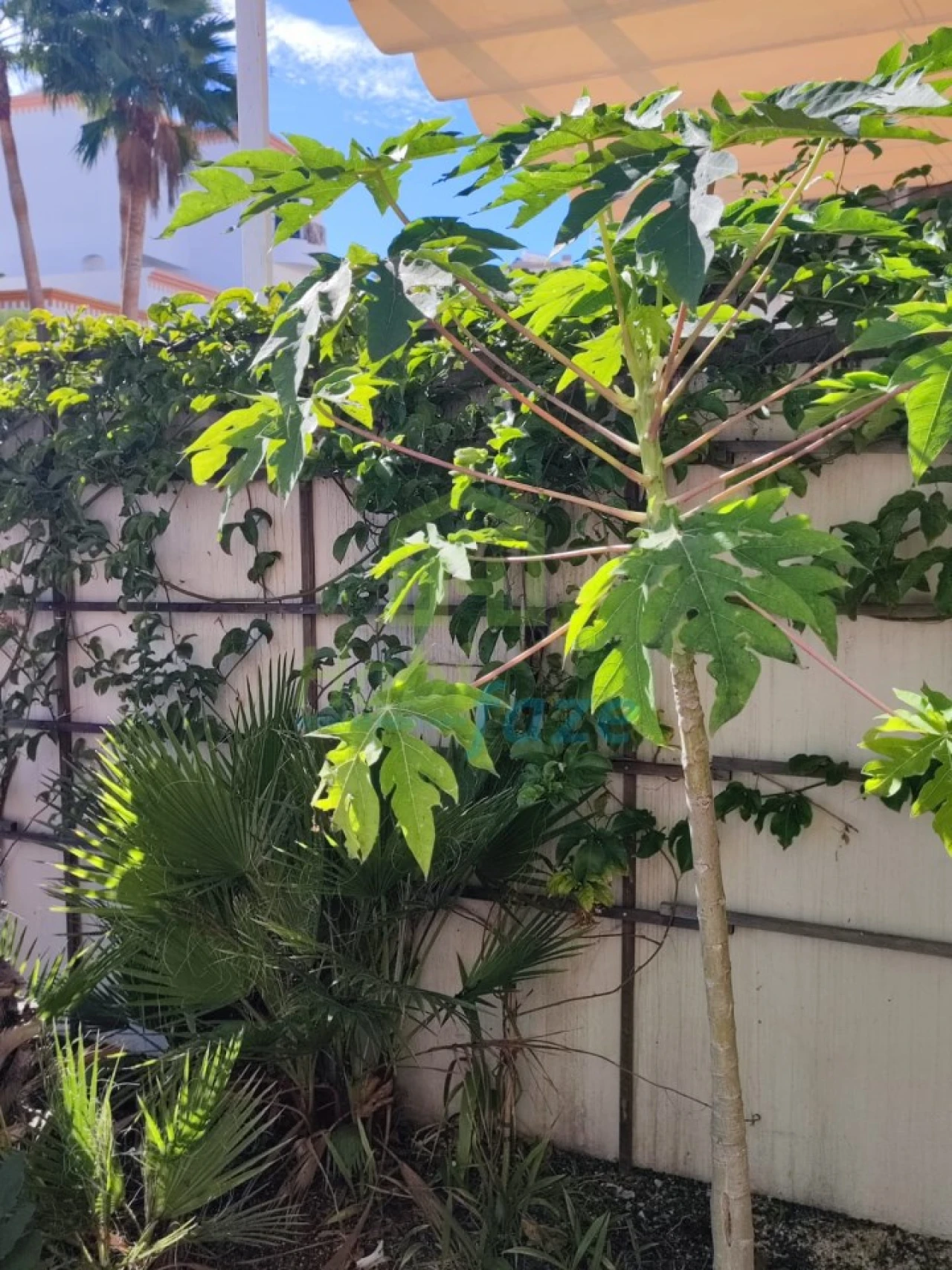 Moradia T3 para Venda em Alcantarilha e Pêra Foto 4