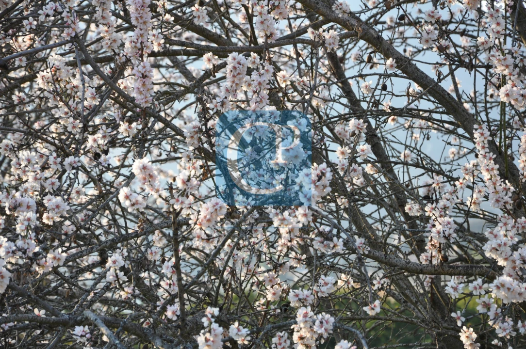 Quinta T3 para Venda em Seixo de Ansiães Foto 35