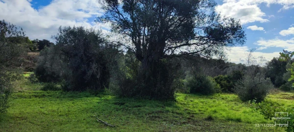 Terreno para Venda em Salir