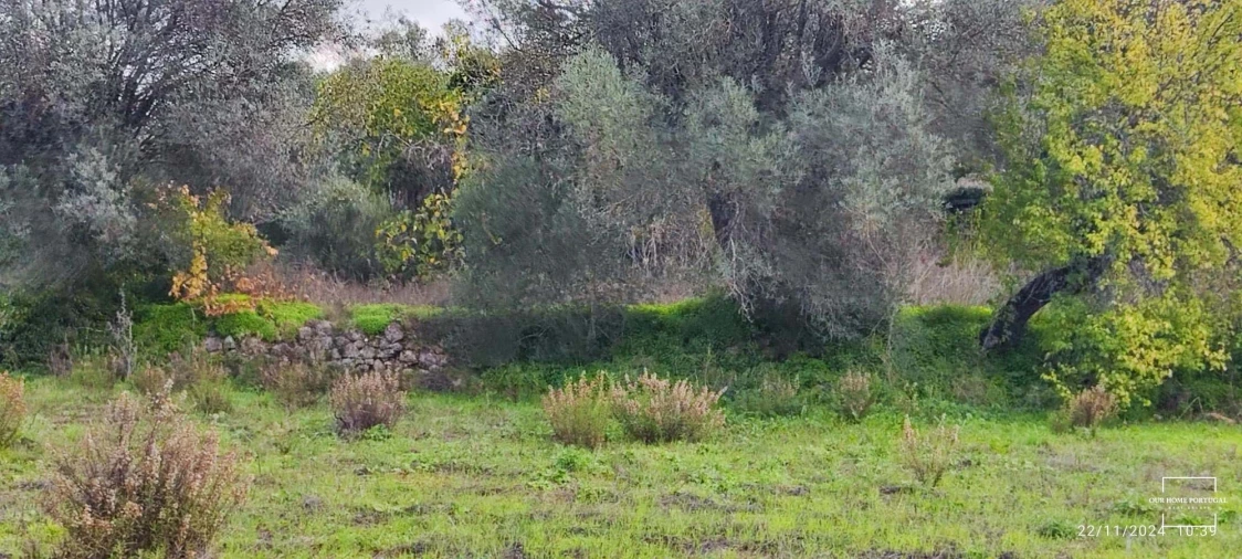 Terreno para Venda em Salir Foto 14