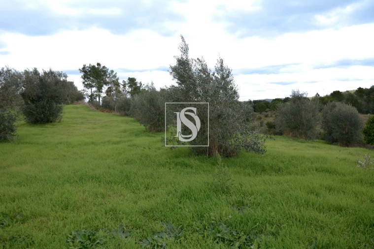 Terreno para Venda em Asseiceira Foto 3