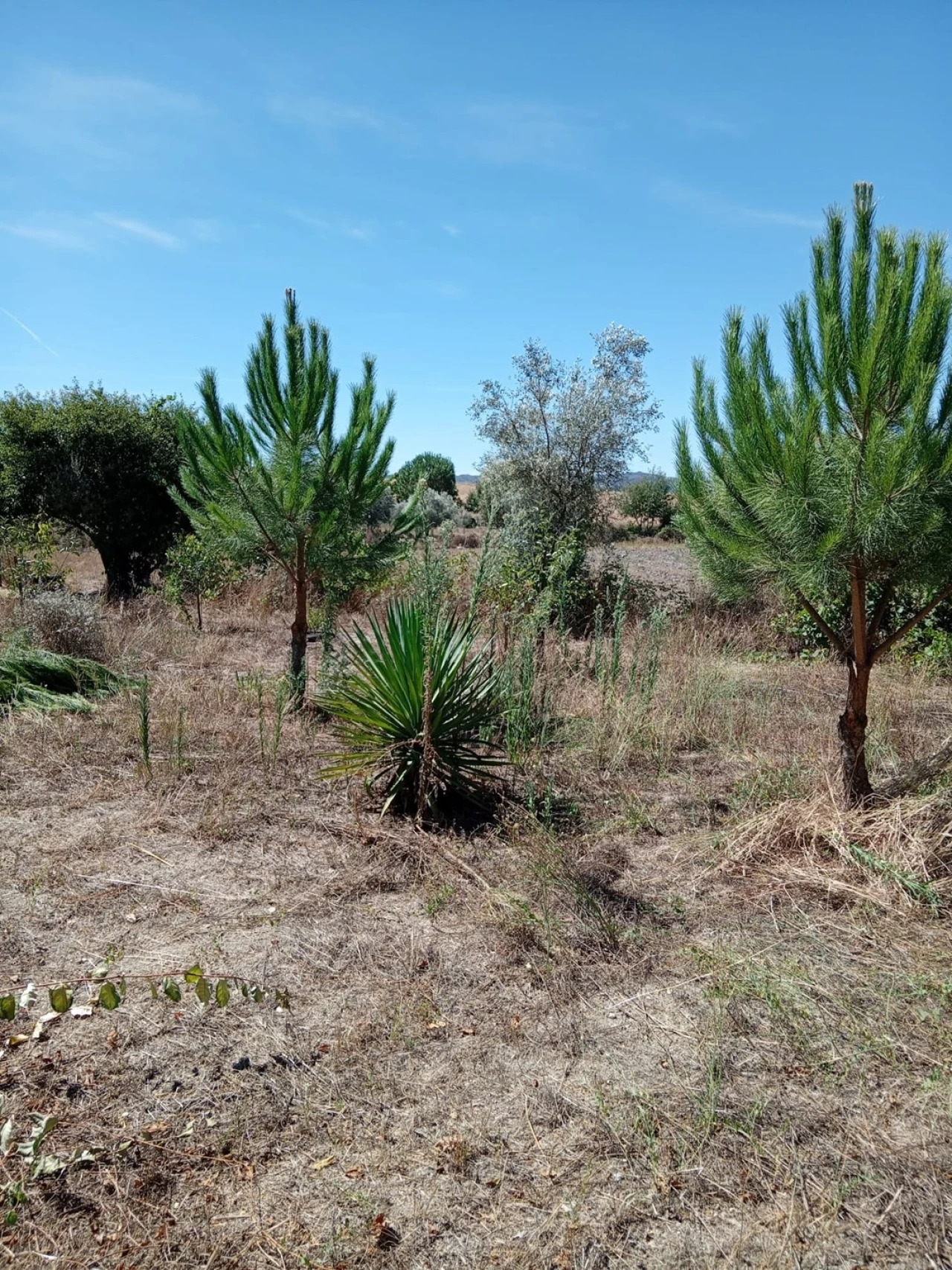 Moradia T3 para Venda em Belmonte e Colmeal da Torre Foto 26