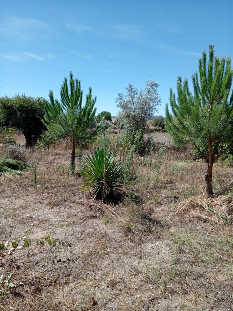 Moradia T3 para Venda em Belmonte e Colmeal da Torre Foto 26