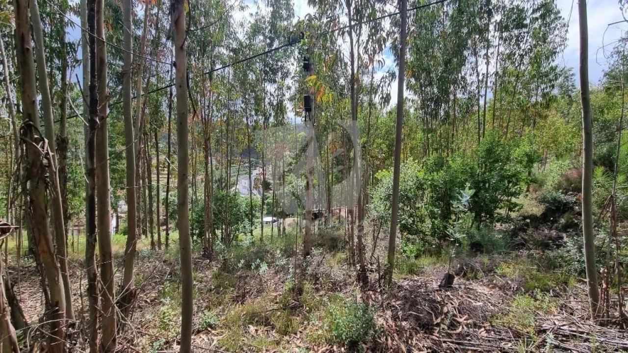 Terreno Agricola ou Rústico para Venda em Troviscal Foto 14