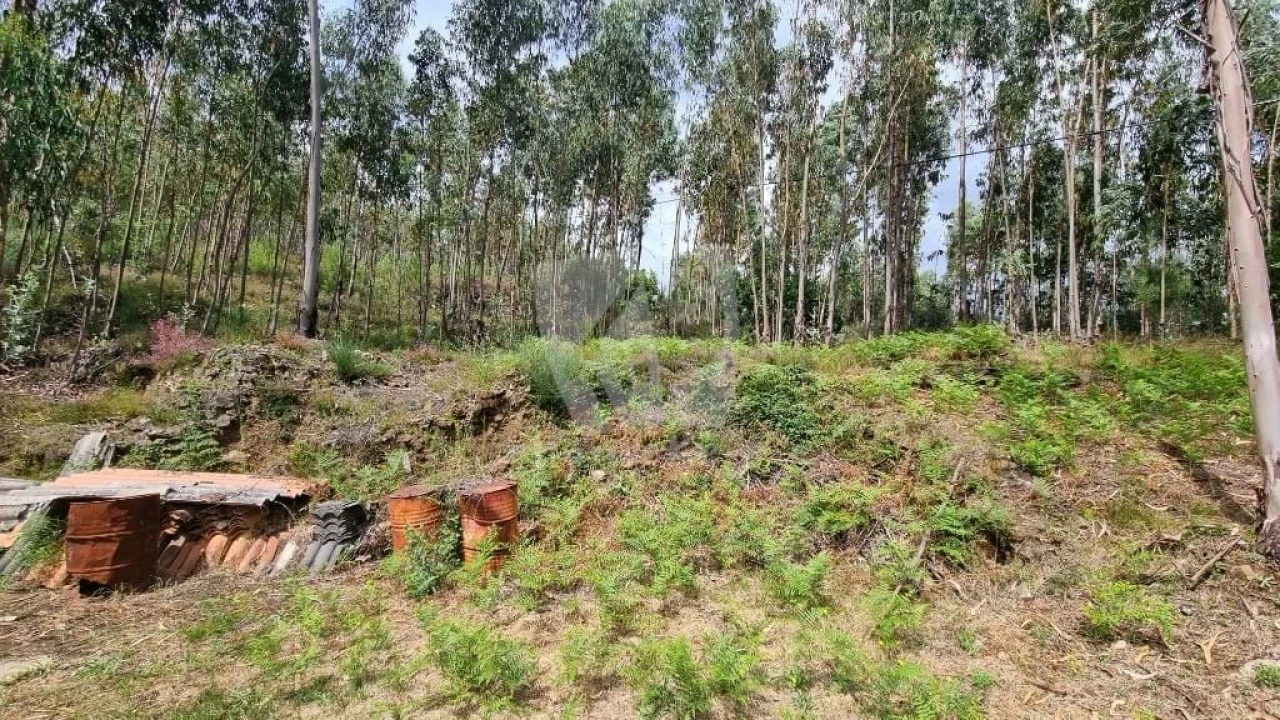 Terreno Agricola ou Rústico para Venda em Troviscal Foto 11