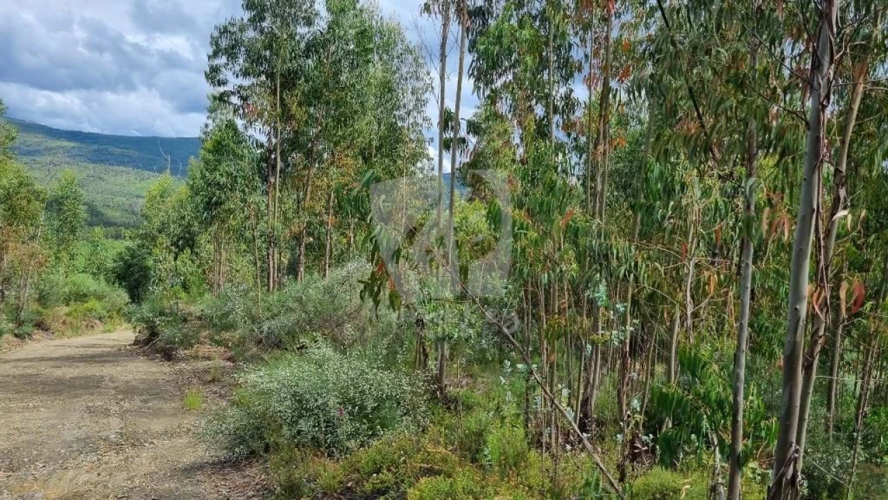 Terreno Agricola ou Rústico para Venda em Troviscal Foto 16