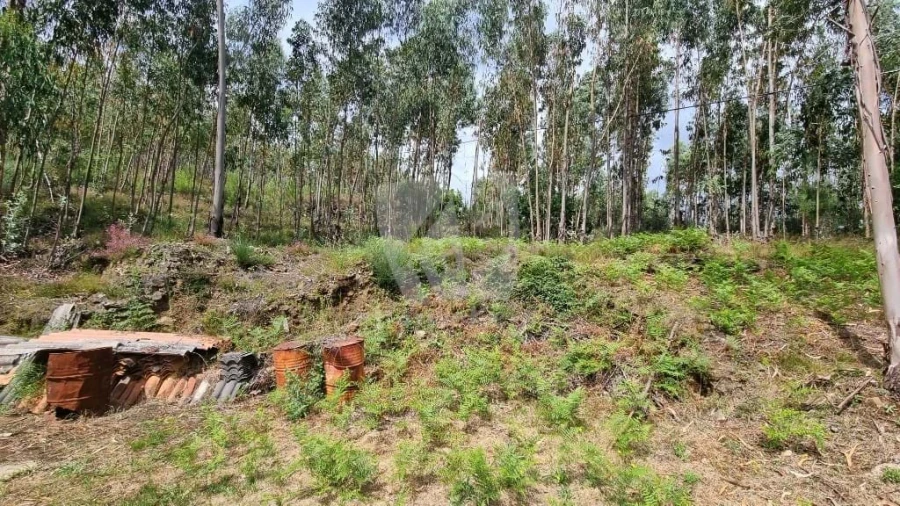 Terreno Agricola ou Rústico para Venda em Troviscal Foto 11