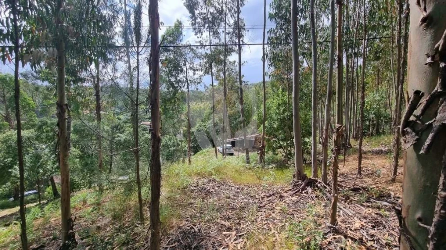 Terreno Agricola ou Rústico para Venda em Troviscal Foto 13