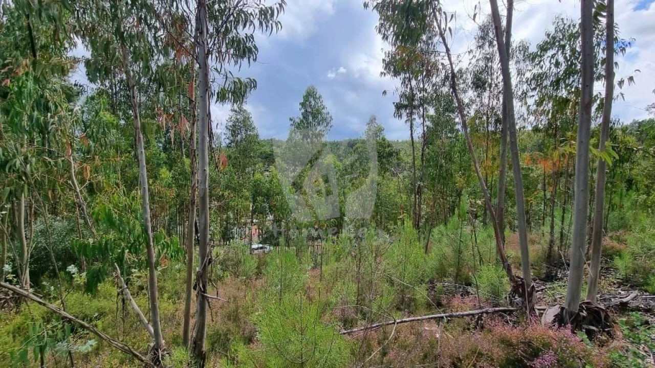 Terreno Agricola ou Rústico para Venda em Troviscal Foto 15
