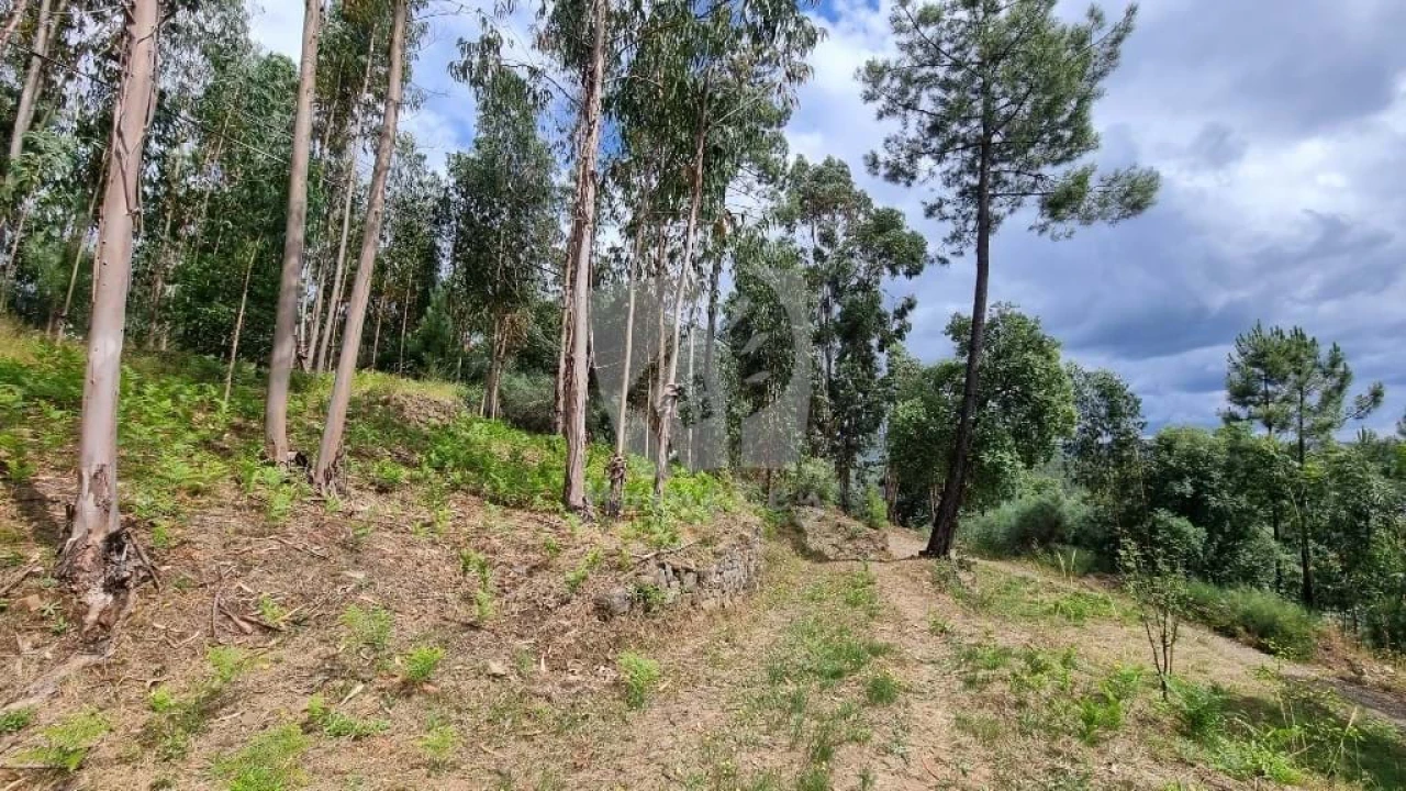 Terreno Agricola ou Rústico para Venda em Troviscal Foto 10