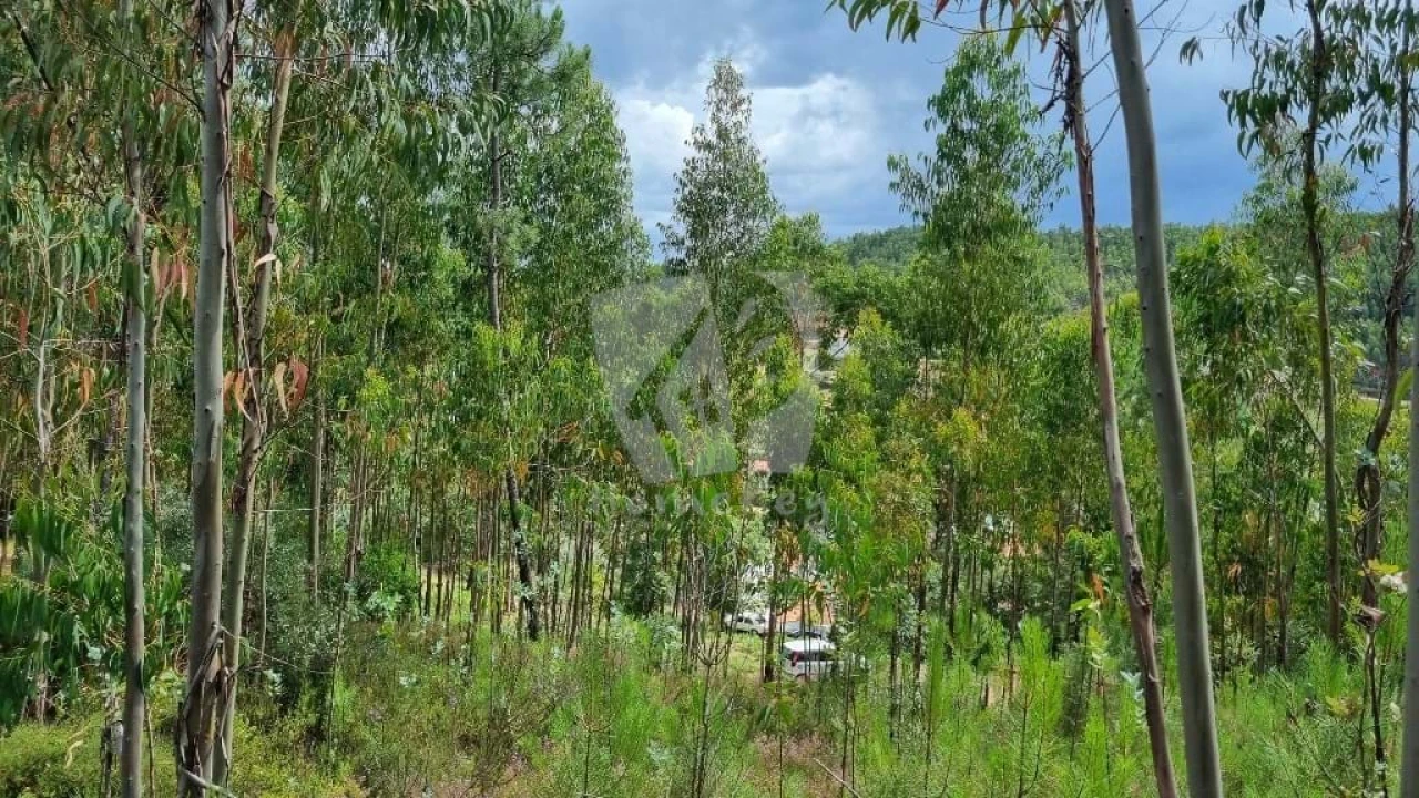 Terreno Agricola ou Rústico para Venda em Troviscal Foto 17