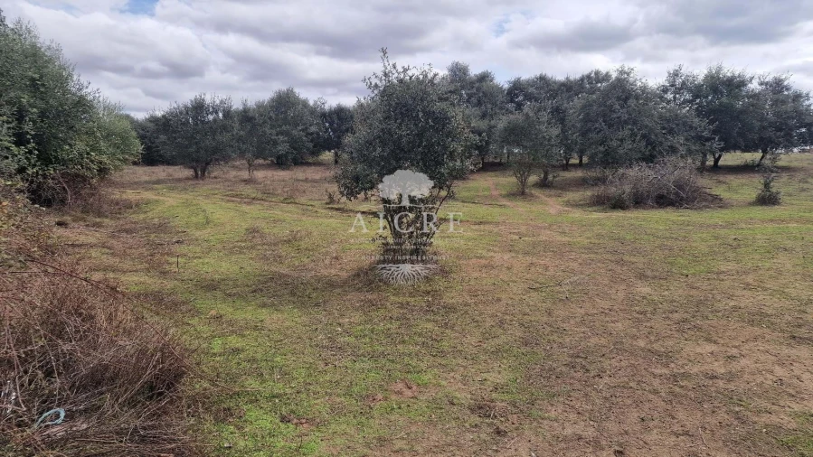 Terreno para Venda em Bacelo e Senhora da Saúde Foto 3