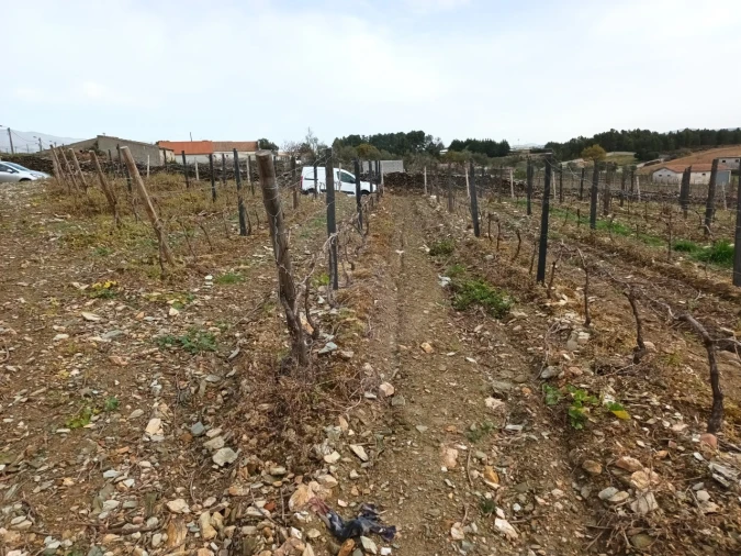 Terreno Misto para Venda em Folhadela Foto 2