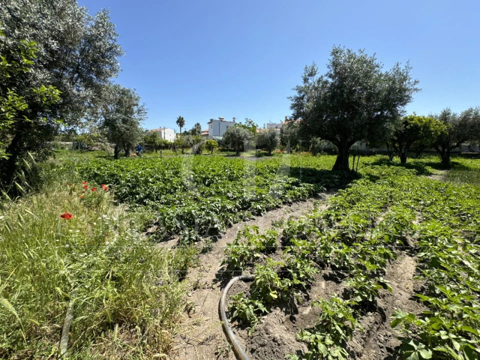 Terreno para Venda em Crato e Mártires, Flor da Rosa e Vale do Peso Foto 7