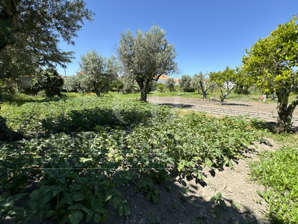 Terreno para Venda em Crato e Mártires, Flor da Rosa e Vale do Peso Foto 13