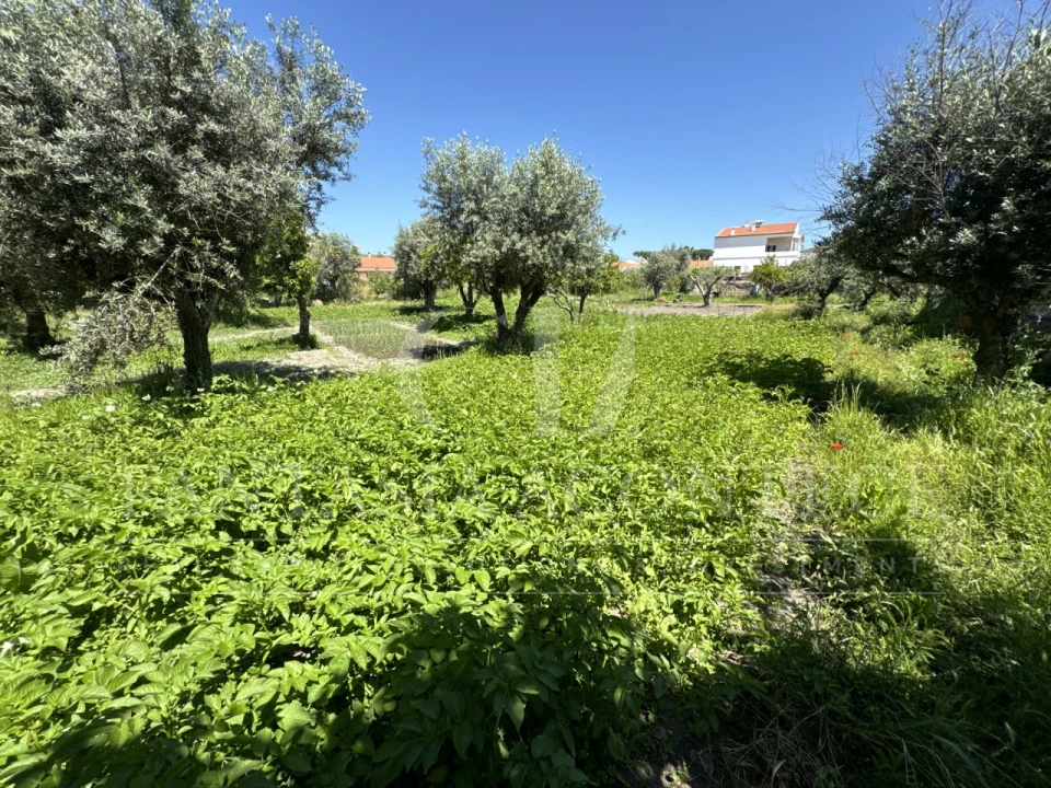 Terreno para Venda em Crato e Mártires, Flor da Rosa e Vale do Peso Foto 15