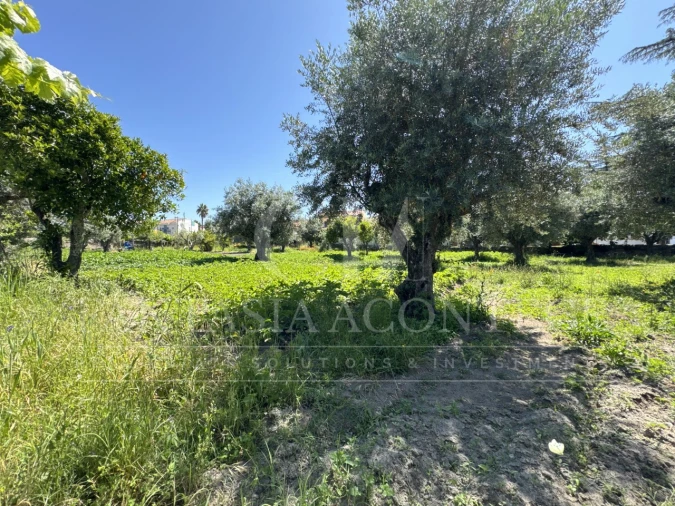 Terreno para Venda em Crato e Mártires, Flor da Rosa e Vale do Peso Foto 8