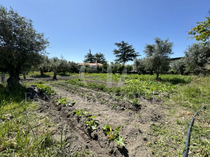 Terreno para Venda em Crato e Mártires, Flor da Rosa e Vale do Peso Foto 11