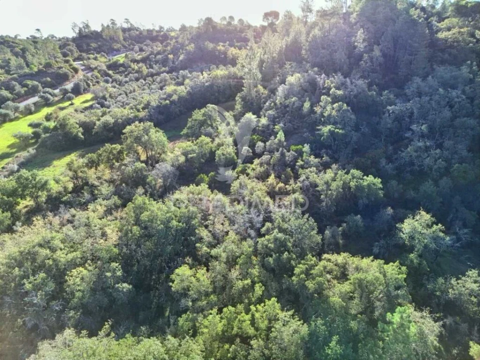 Terreno para Venda em Arneiro das Milhariças Foto 15