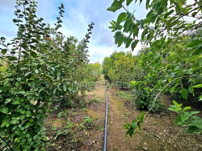 Terreno para Venda em Entradas Foto 14