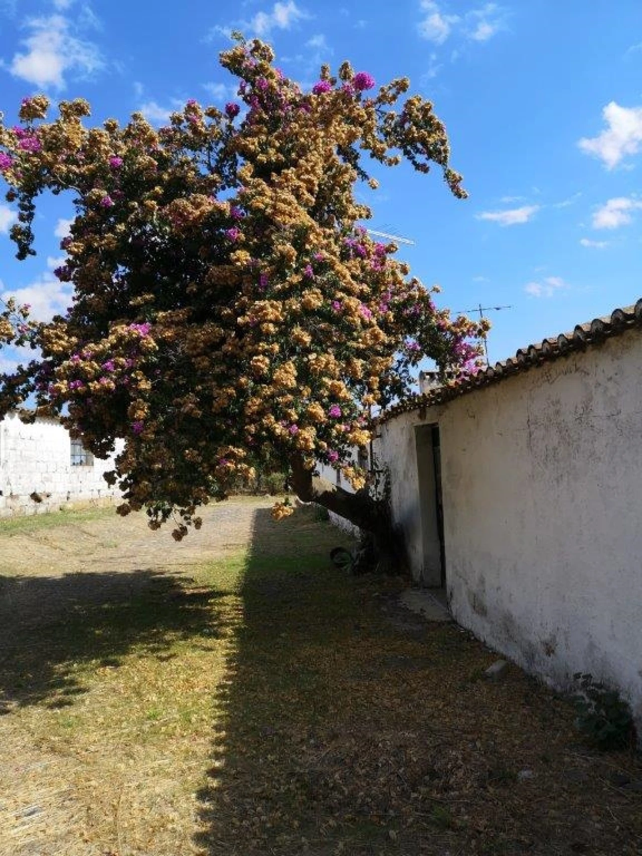 Terreno para Venda em Beja (Santiago Maior e São João Baptista) Foto 92