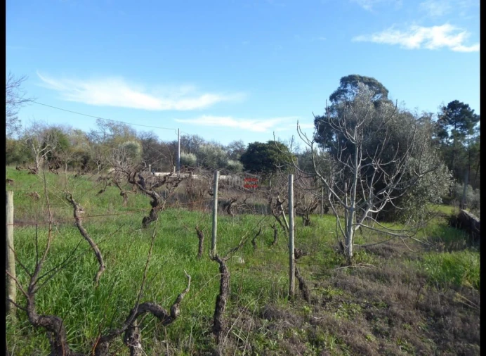 Terreno Misto para Venda em Alburitel Foto 3