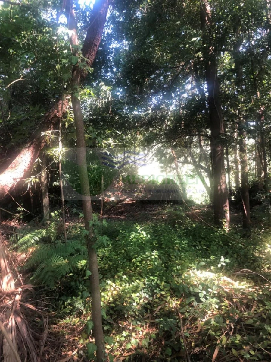 Quinta para Venda em Cedrim e Paradela Foto 7