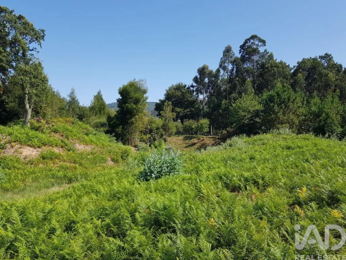 Terreno para Venda em Reboreda e Nogueira Foto 7