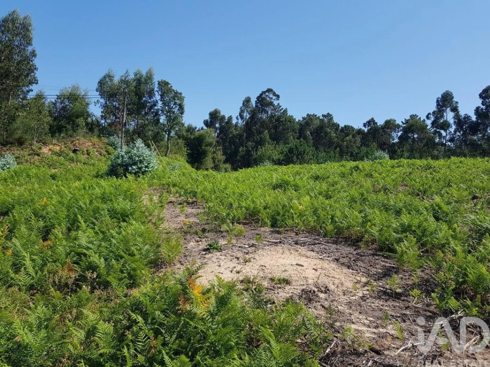 Terreno para Venda em Reboreda e Nogueira Foto 6