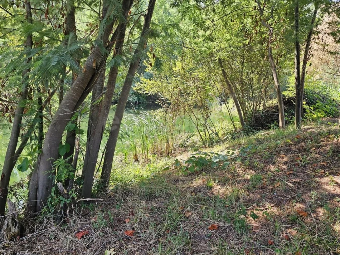 Terreno Agricola ou Rústico para Venda em São Martinho da Cortiça Foto 6