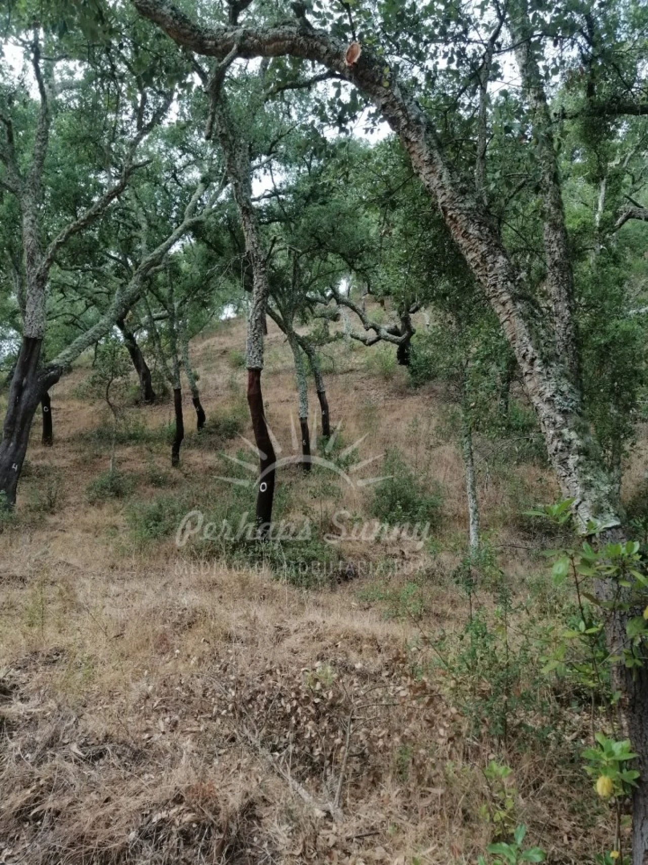 Terreno Agricola ou Rústico para Venda em Grândola e Santa Margarida da Serra Foto 1