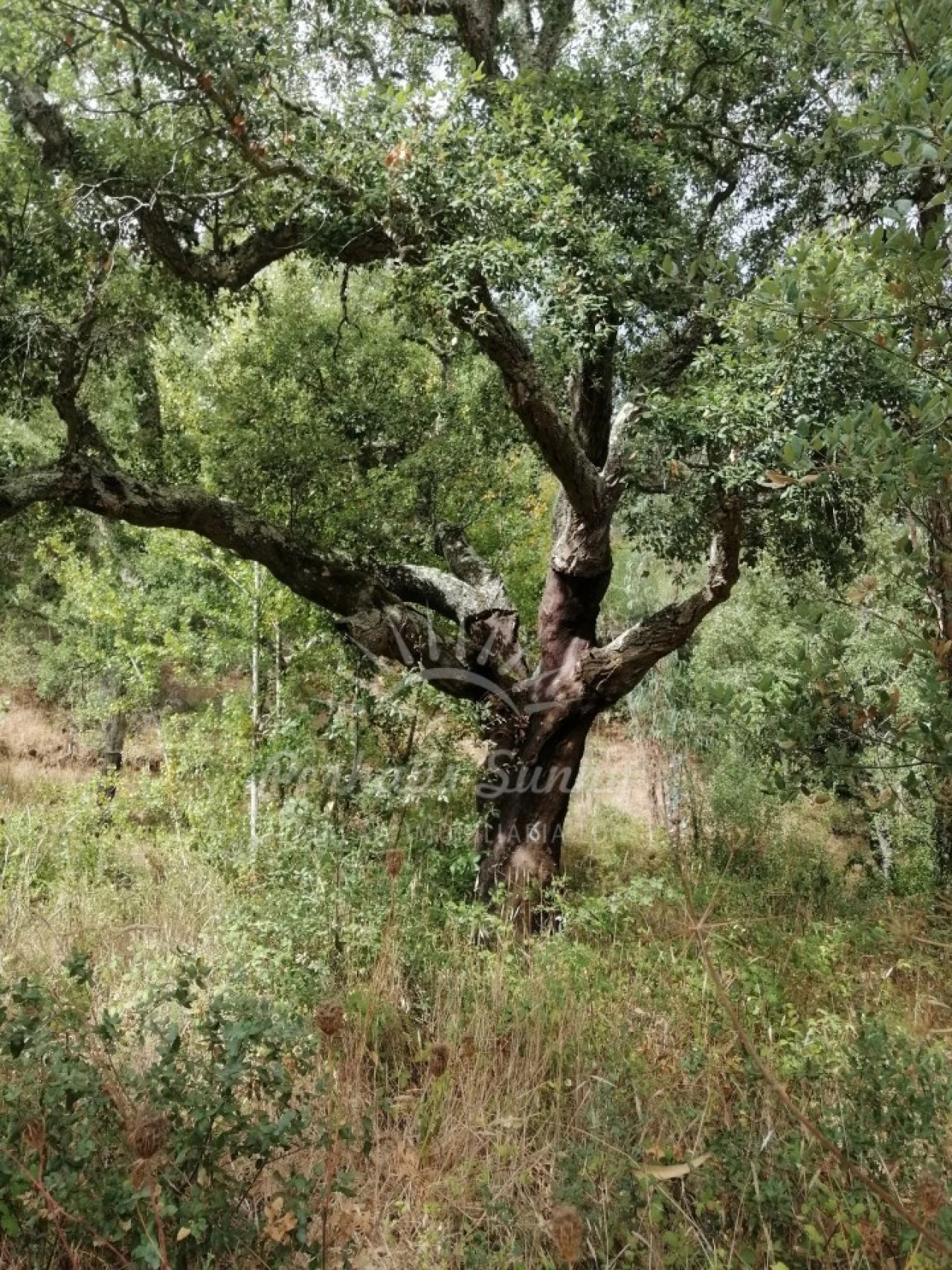 Terreno Agricola ou Rústico para Venda em Grândola e Santa Margarida da Serra Foto 7