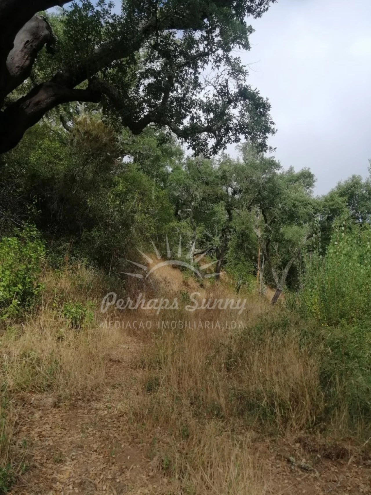 Terreno Agricola ou Rústico para Venda em Grândola e Santa Margarida da Serra Foto 8