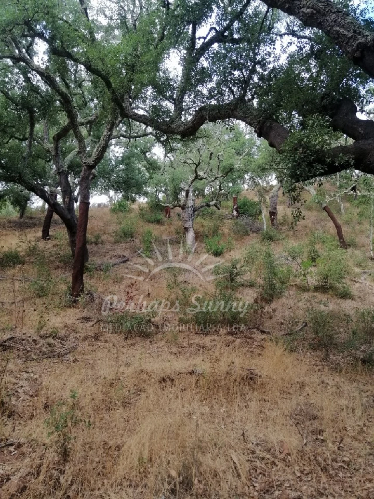 Terreno Agricola ou Rústico para Venda em Grândola e Santa Margarida da Serra Foto 10