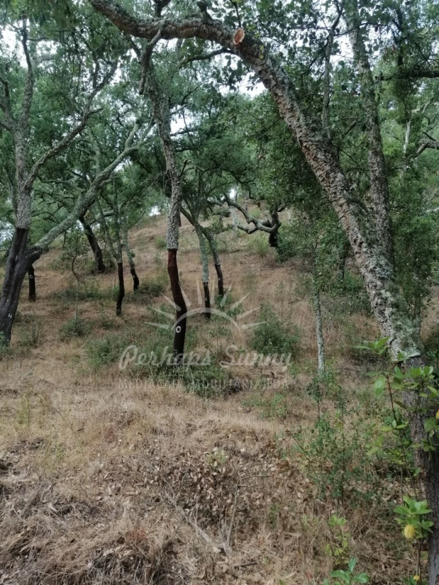 Terreno Agricola ou Rústico para Venda em Grândola e Santa Margarida da Serra Foto 1