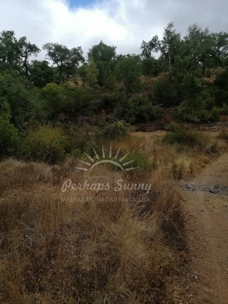 Terreno Agricola ou Rústico para Venda em Grândola e Santa Margarida da Serra Foto 3